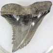 Nice Hemipristis Shark Tooth Fossil #33941-1